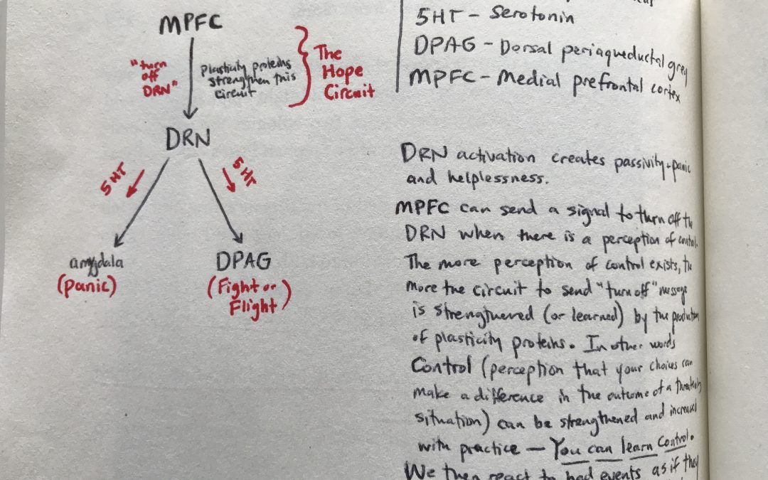 This is Your Brain on Hope – The Hope Circuit by Martin Seligman