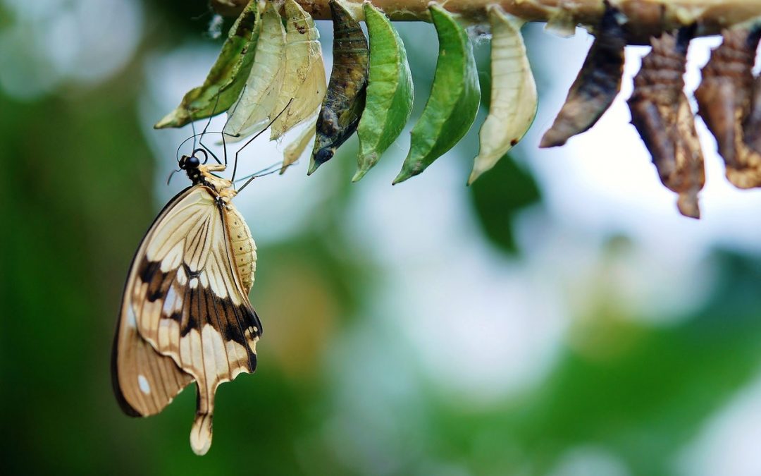 Navigating Life Transitions with NYT Bestselling Author Bruce Feiler